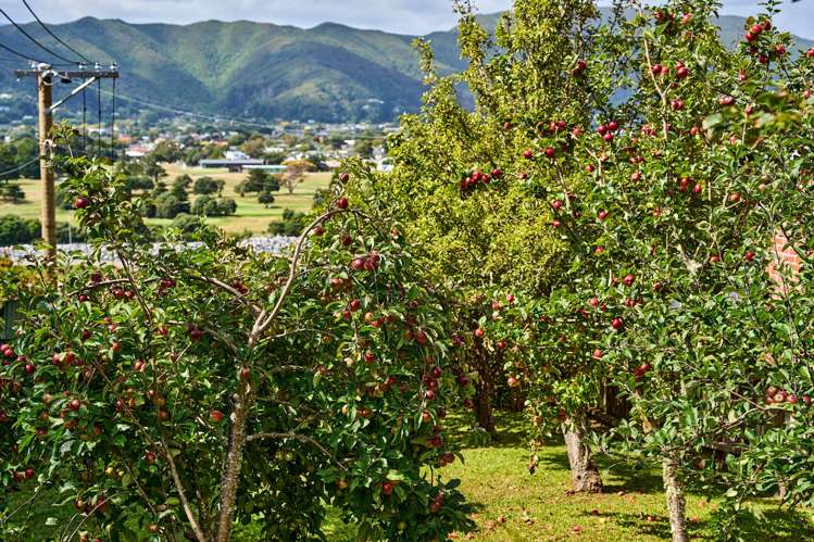 19 Palm Grove Belmont_29