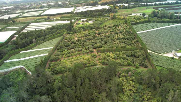 400 Te Matai Road Te Puke_1