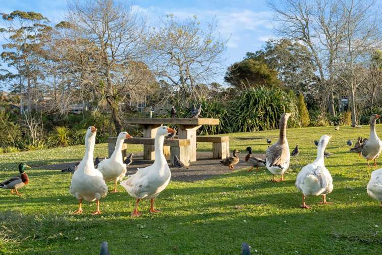 6 Wychwood Avenue Henderson_28