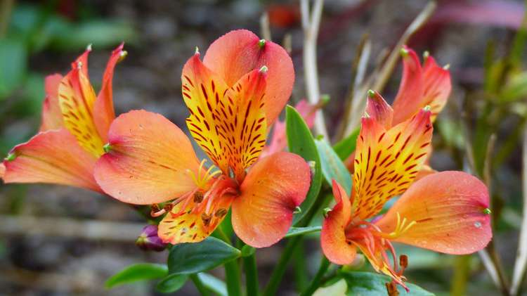 53 Kitewaho Road Swanson_119