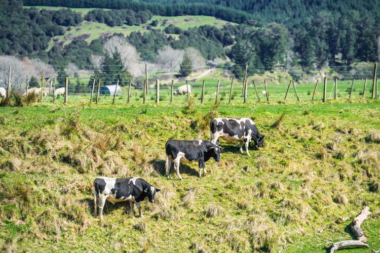 232 Kotare Road Ruakituri_15