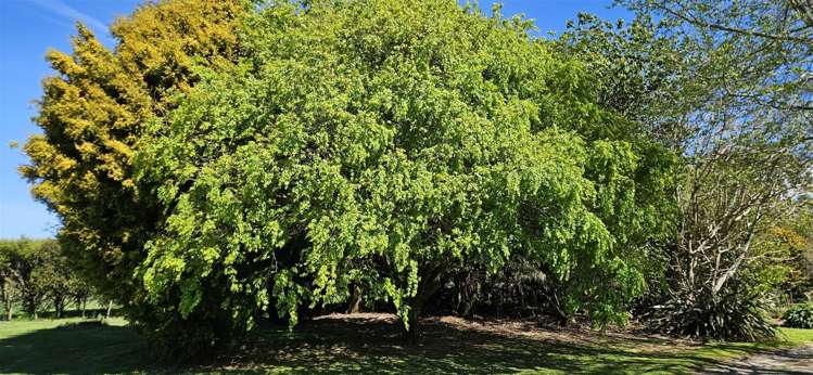 358 Gluepot Road Oropi_30