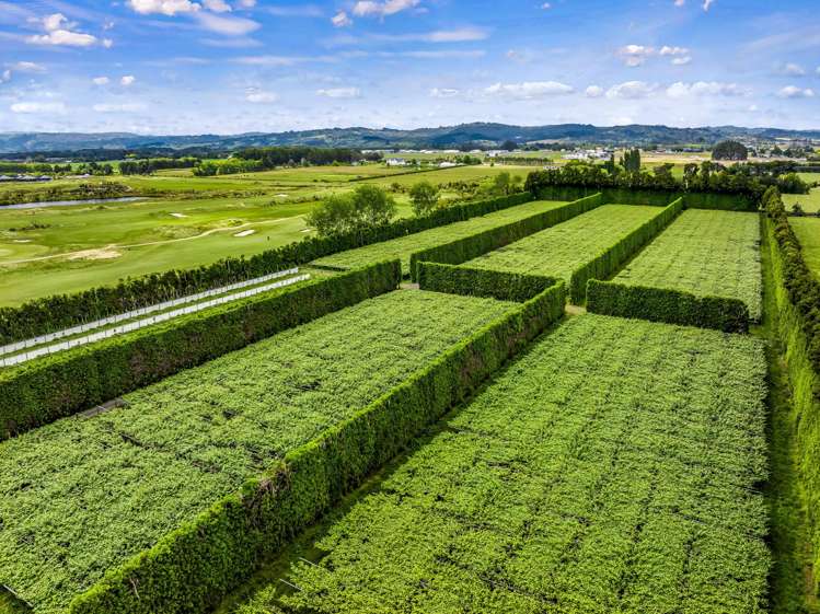 155 Phillip Road Takanini_5