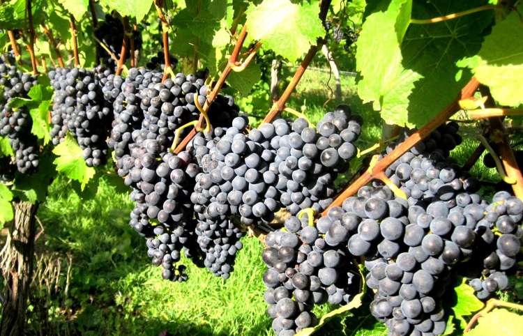 471b Te Muna Road Martinborough_2