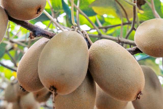 36B Demeter Road Te Puke_2