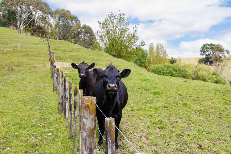 39 County Heights Drive Aokautere_22