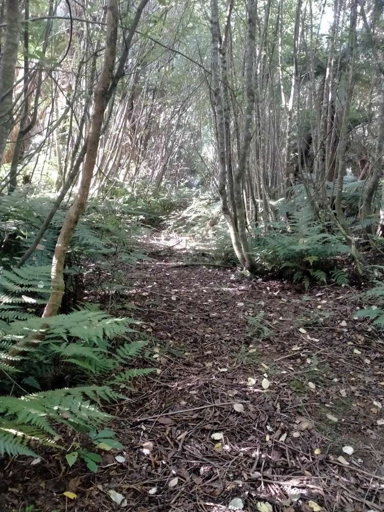 Harrington Mill Road Catlins Surrounds_11