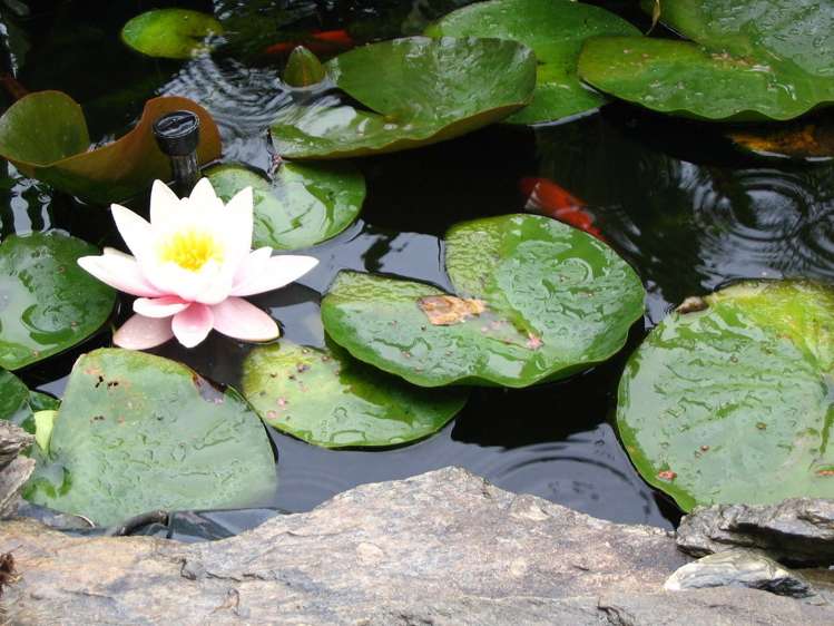 150 Letts Gully Road Alexandra_21