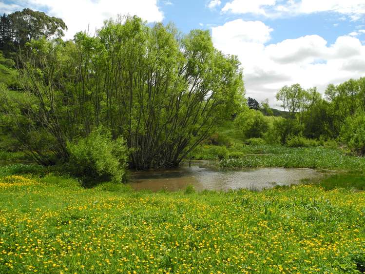 144 Honikiwi Road Otorohanga_3