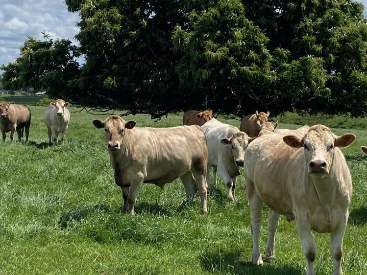 770C Gordonton Road Gordonton_28