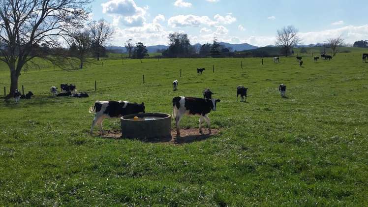 1966 Gordonton Road Taupiri_12