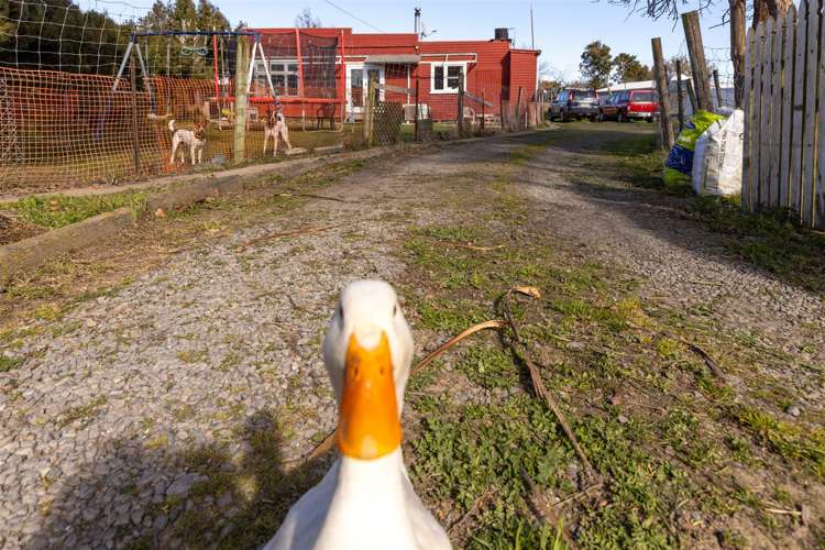 4 March Street Spring Creek_1