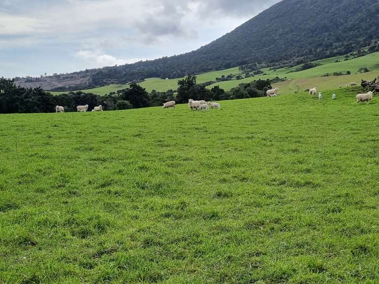 Tahakopa Valley Road Catlins Surrounds_7