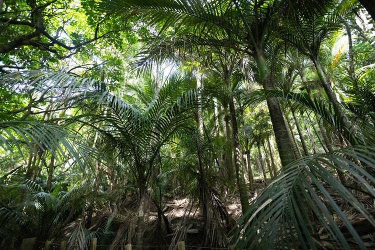 5 Yarborough Street Kohukohu_45