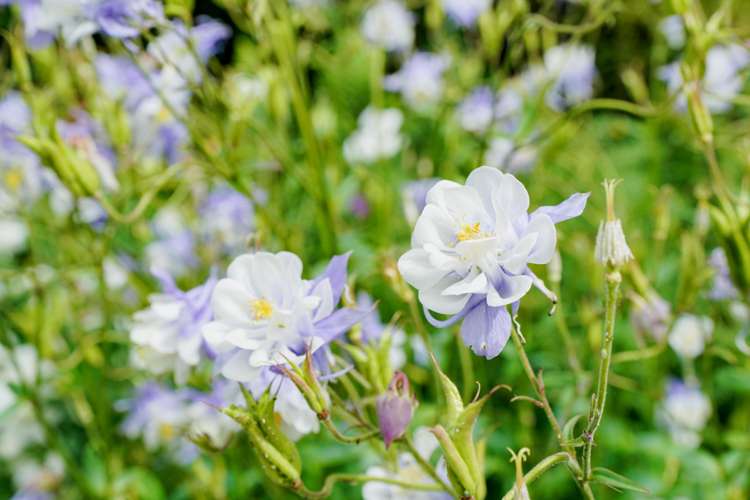 24 Mackenzie Street Winton_26