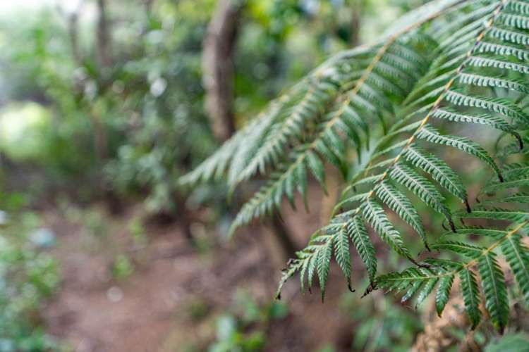 23 Wintle Street Mangawhai Heads_22