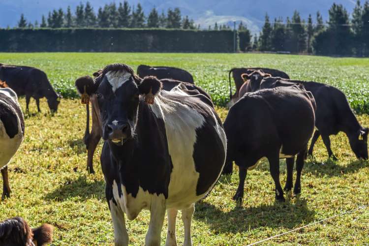 670 The Peaks Road Hawarden_19