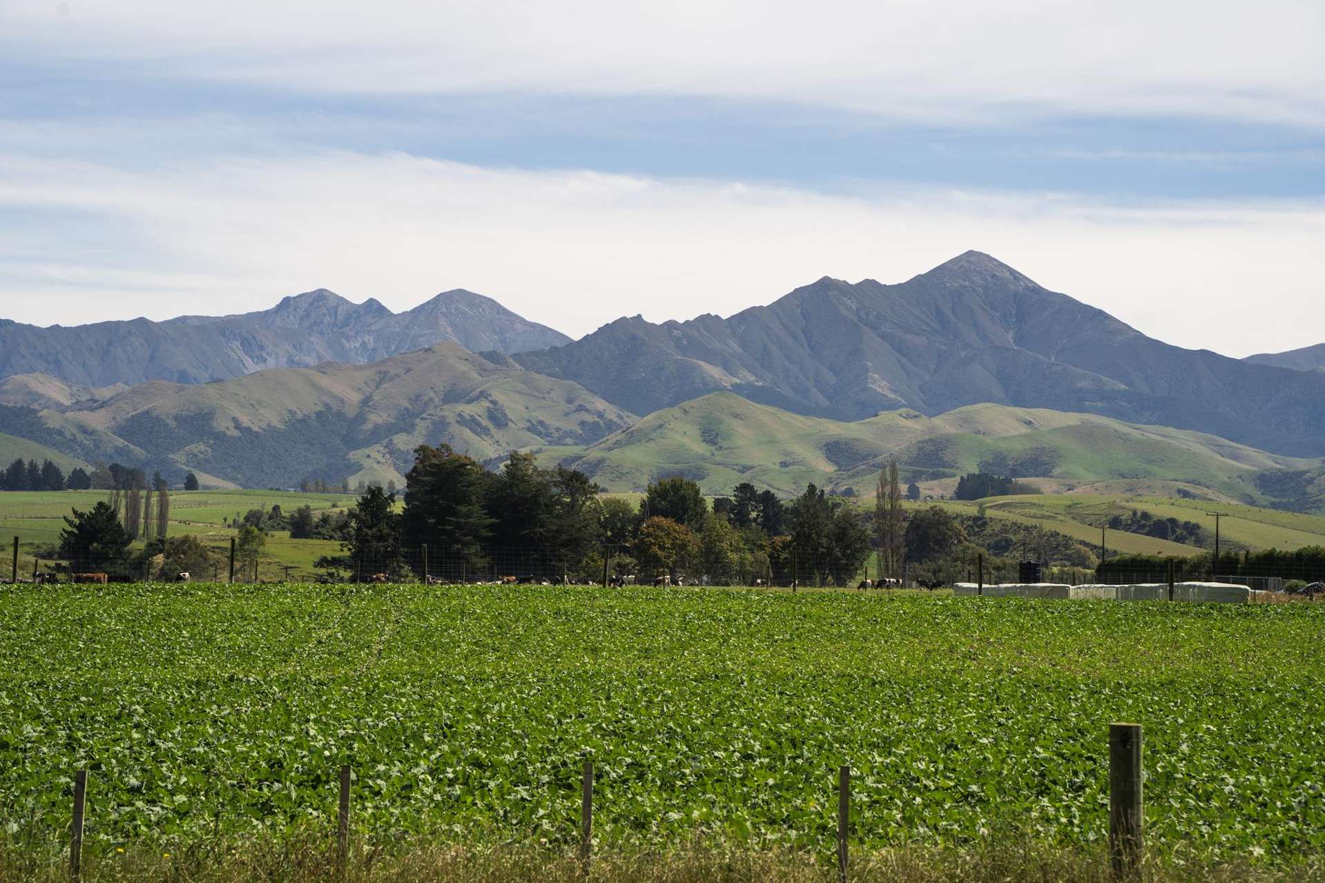 Tait Road Geraldine_0