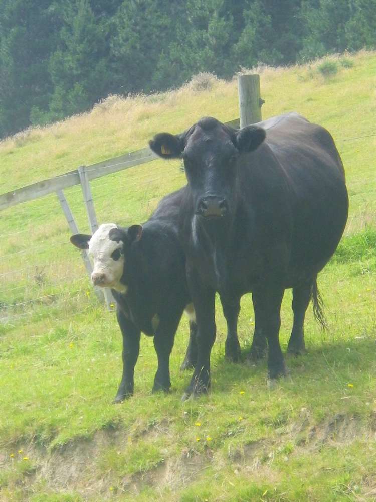 265 Glenfalloch Road Catlins Surrounds_2