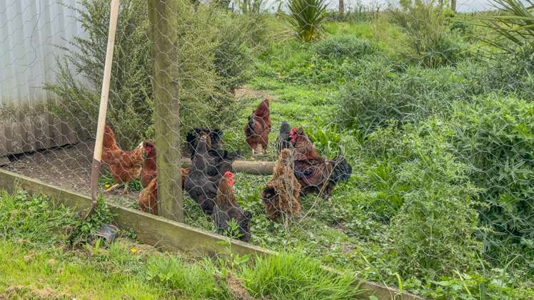 241 Finlayson Road Maramarua_18