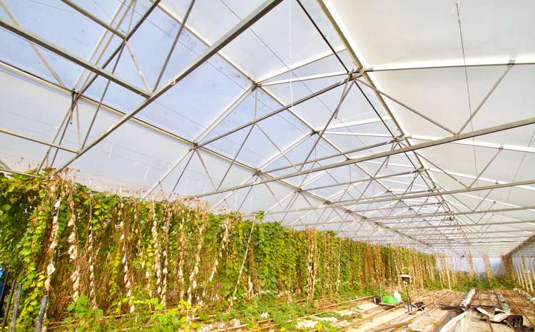 108 Cossey Road Drury_11