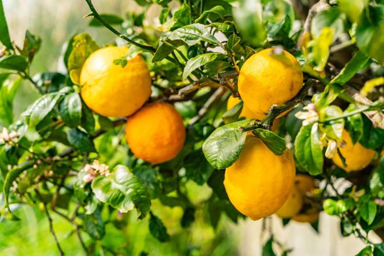 9 Jordan Street Mangawhai Heads_31