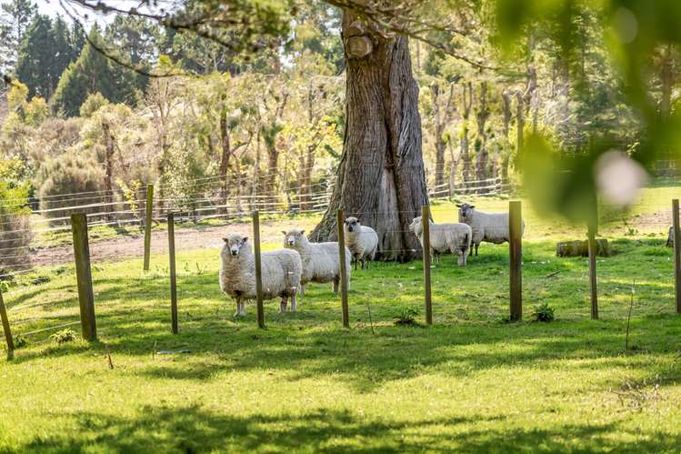 1031c Blue Mountains Road Blue Mountains_15