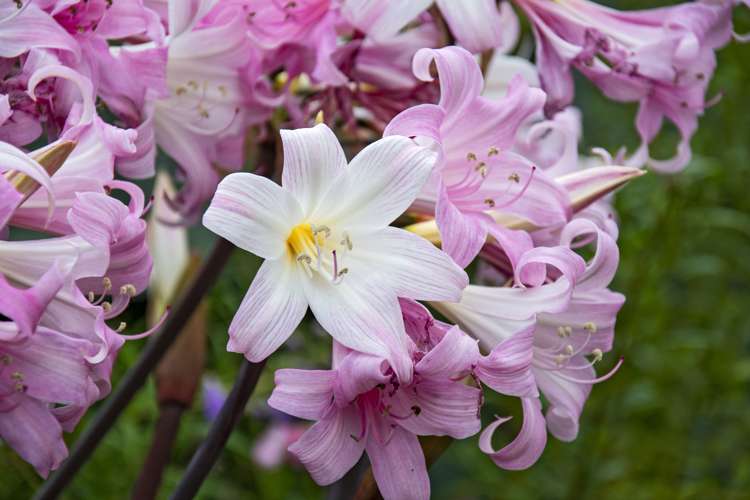 35a Mains Avenue Kensington_5