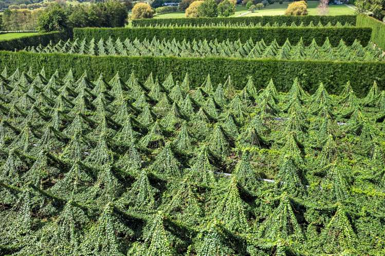 121a Macdonald Road Te Teko_31