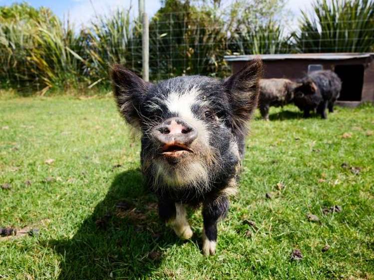 29 Skevingtons Road Hapuku_27