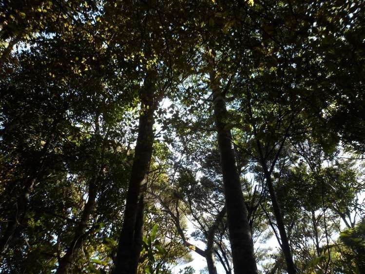 27 Omatai Road Peria_19