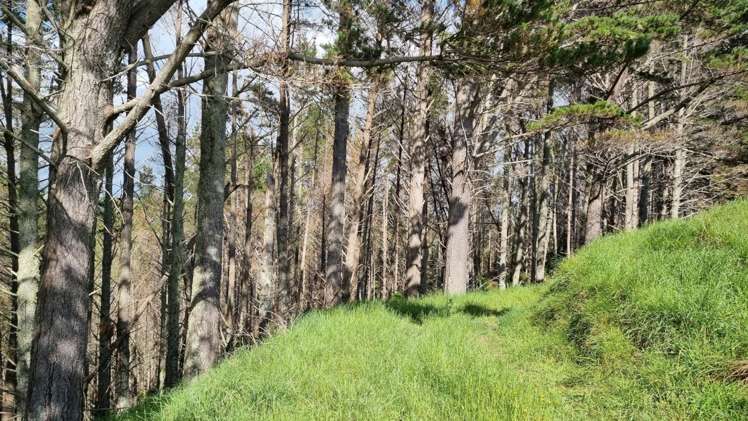 Taylor Road Mangapai and Surrounds_7