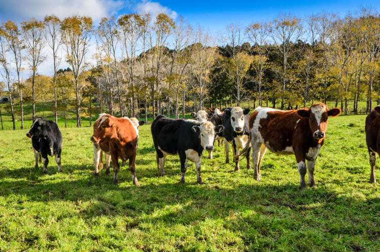 1149c Whangaripo Valley Road Whangaripo_10