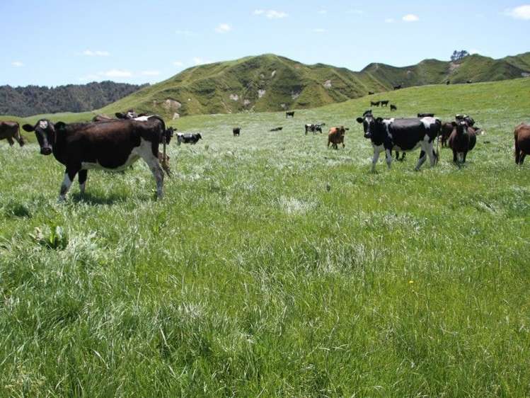 Otaraoa Road Tarata_11