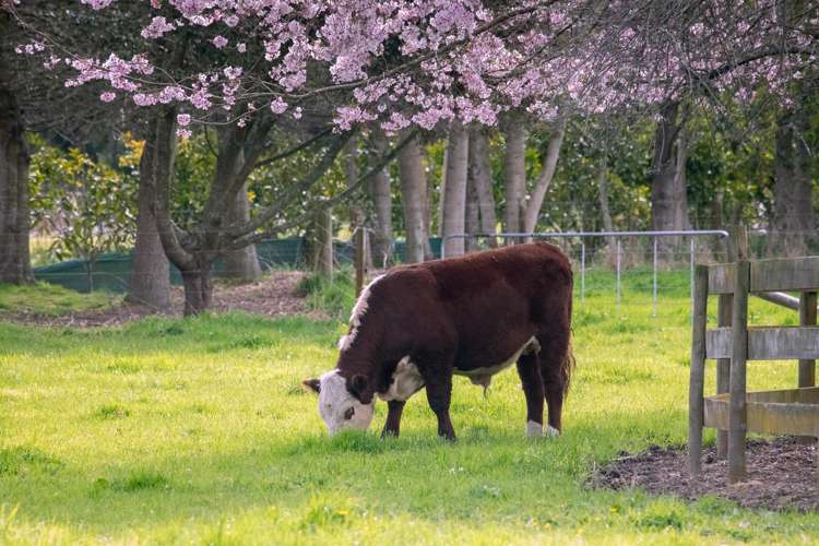 67d Davison Road Newstead_31