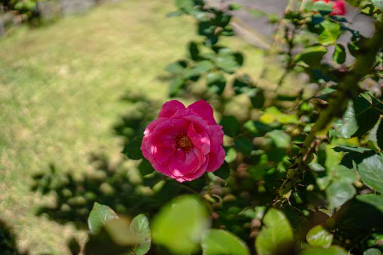 41 Turama Road Royal Oak_33