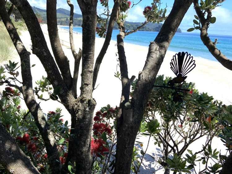 224B Tangiora Avenue Whangapoua_13