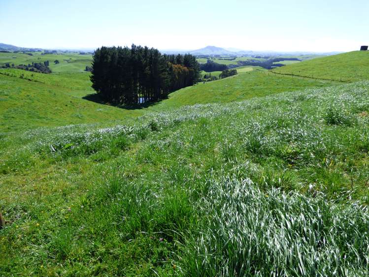 2229 State Highway 31, Kawhia Road Otorohanga_21