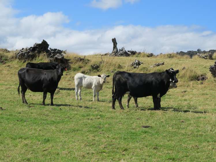 15 Bell Road Taumarunui_20