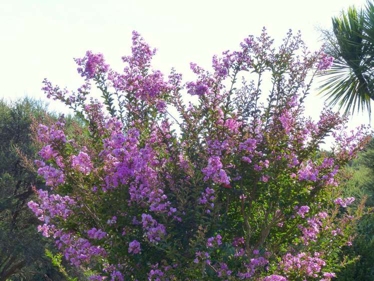 53 Kitewaho Road Swanson_111