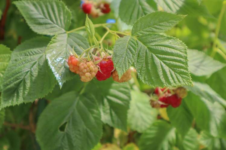 19 Plunket Street, Runanga_28