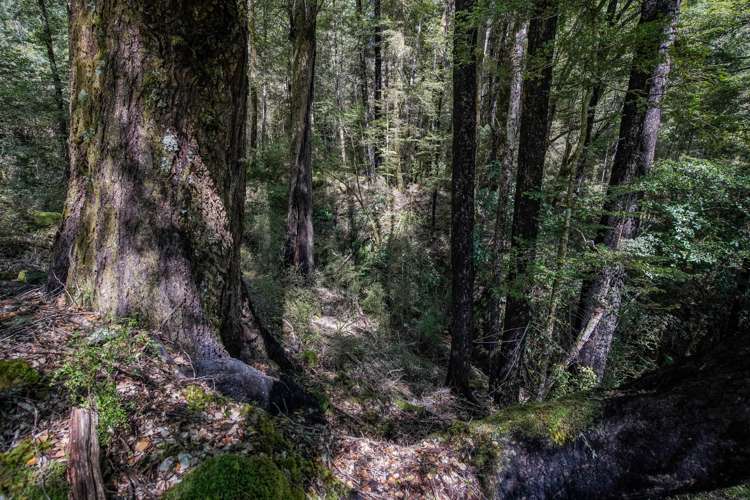 Owen Valley East Road Tasman_6