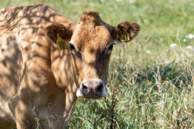 793 Peel Forest Road Mesopotamia_26