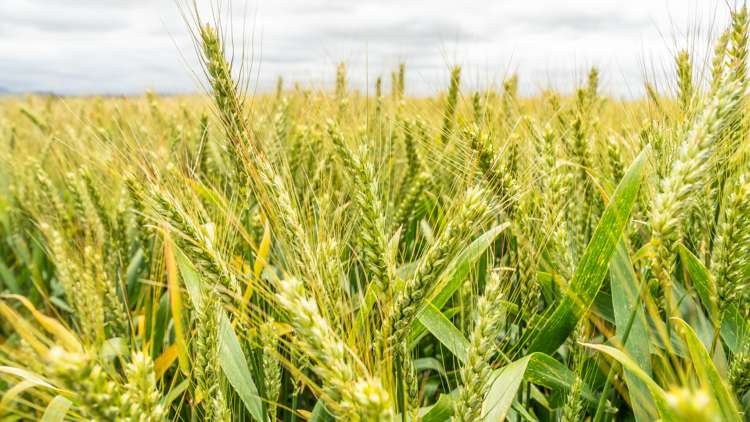 Waireka Road Darfield_19