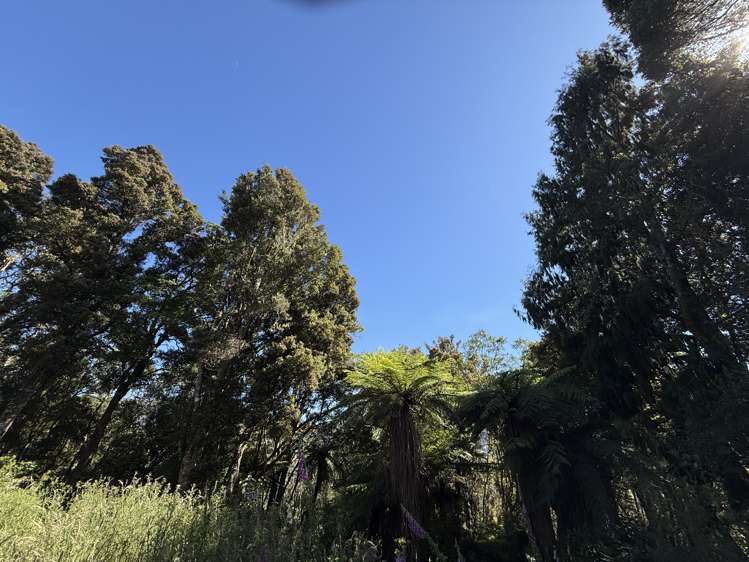 Harrington Mill Road Tahakopa_1