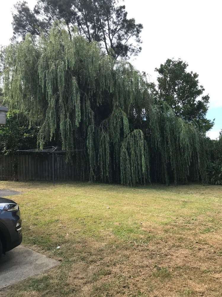 2/31 Shoreham Street Avondale_15