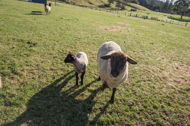 690 Wakefield-Kohatu Highway Wakefield_14