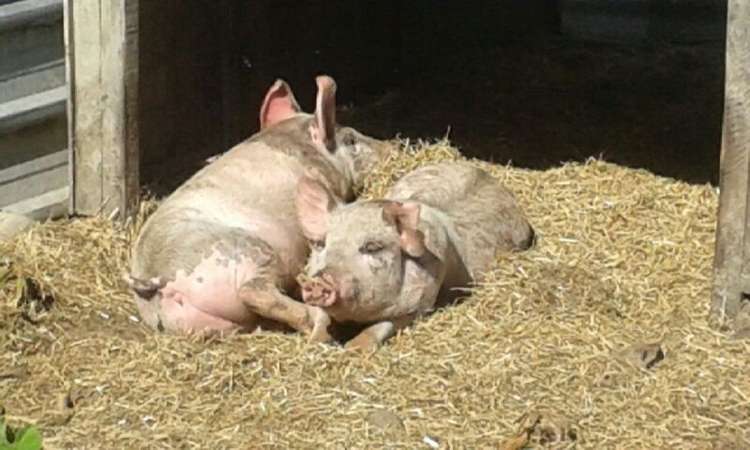 814b State Highway 2 Opaki_18