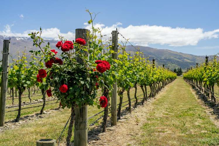 370 Bendigo Loop Road Bendigo_5