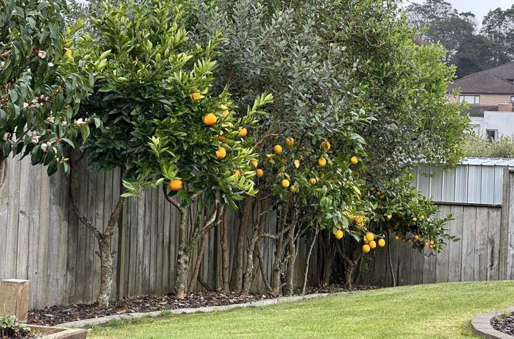 5 Catlins Place Fairview Heights_17